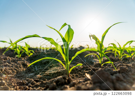 Young corn plants in the field. Beautiful young plants corn grow in the ground. Growing corn Young corn plants in the field. Beautiful young plants corn grow in the ground. Growing corn 122663098