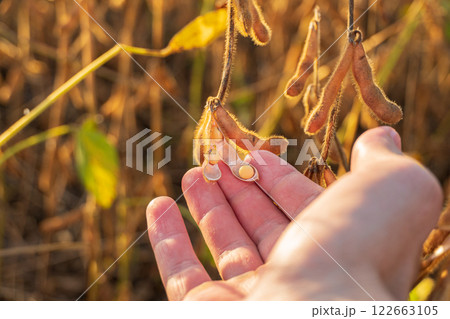 Farmer hand touching ripe soybeans in field. Soy pods close-up. Soybean harvest Farmer hand touching ripe soybeans in field. Soy pods close-up. Soybean harvest 122663105
