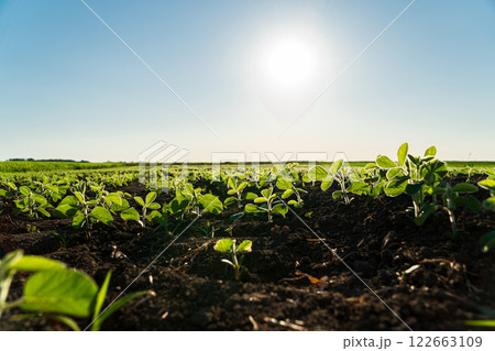 Small soybean plants grow in a field. Crops of soybean plants. Soybean seedlings. Agricultural field with plants 122663109