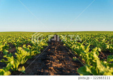 Agricultural field of sugar beet seedlings. Sugar beet sprouts grow in rows in a field. Cultivation of sugar beet plants 122663111