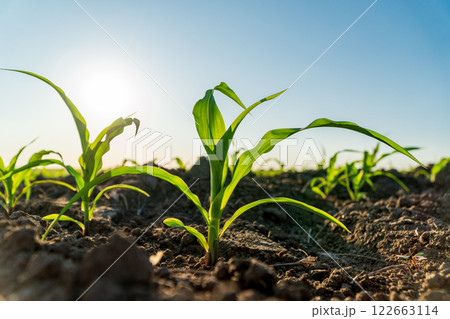 Small corn plants grow in a field. Crops of corn plants. Corn seedlings. Agricultural field with plants Small corn plants grow in a field. Crops of corn plants. Corn seedlings. Agricultural field with plants 122663114