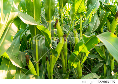 Corn cobs grow on stalks. Young ears of corn grow in the field. Corn harvest Corn cobs grow on stalks. Young ears of corn grow in the field. Corn harvest 122663115
