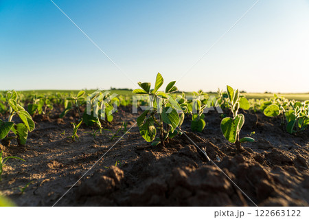 Small soybean sprouts grow in the field. Small soybean plants grow in the ground. Agricultural soybean field with sunset Small soybean sprouts grow in the field. Small soybean plants grow in the ground. Agricultural soybean field with sunset 122663122