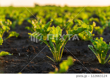 Small sugar beet plants grow in the field. Close-up of sugar beet growing. Green sugar beet plants in the field Small sugar beet plants grow in the field. Close-up of sugar beet growing. Green sugar beet plants in the field 122663124