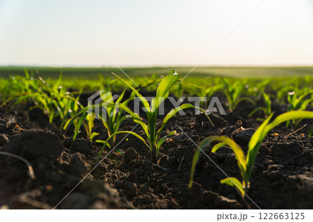 Small corn plants. Cornfield with corn sprouts Small corn plants. Cornfield with corn sprouts 122663125