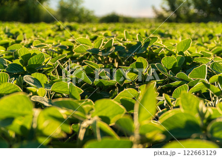 Small soybean plants. Small lush soybean leaves. Growing soybeans in an agricultural field. Soybean crops 122663129