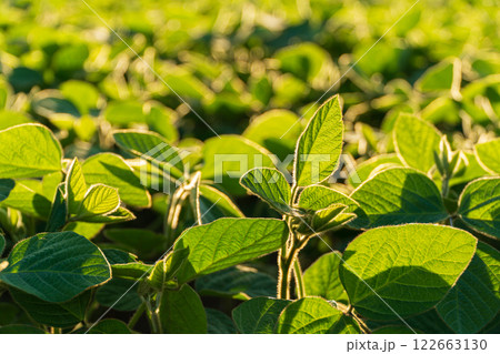 Beautiful soybean plants. Soy leaves against the sun. Soy business 122663130