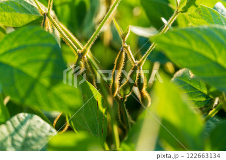 Unripe organic soybean pods. Young pod of soybean plant in an agricultural field Unripe organic soybean pods. Young pod of soybean plant in an agricultural field 122663134