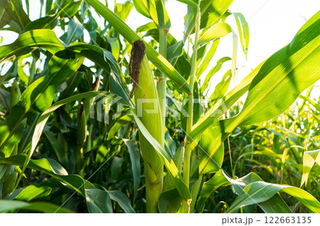 Fresh cob of ripe corn on green field. Green corn field with corn cobs close up. Organic maize field or corn field Fresh cob of ripe corn on green field. Green corn field with corn cobs close up. Organic maize field or corn field 122663135