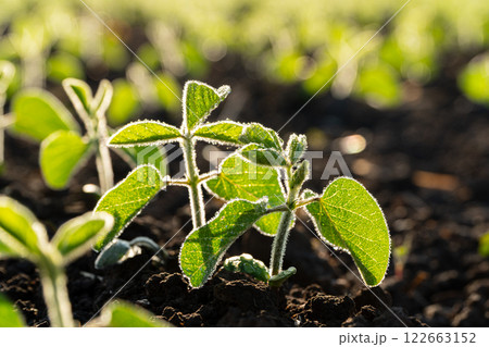 Young soybean sprouts after rain. Small soybean sprouts close-up. Organic food production and cultivation 122663152
