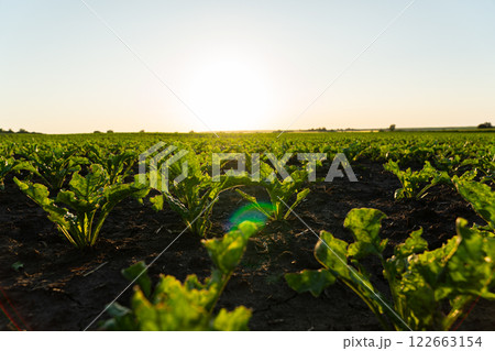 Small sugar beet sprouts close-up Small sugar beet sprouts close-up 122663154