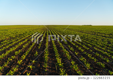 Young sugar beet sprouts in the field at sunset. Growing sugar beet in an agricultural field. Concept of a rich harvest 122663155