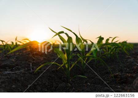 Small corn sprouts close-up. Young corn sprouts in the field at sunset. Organic food production and cultivation 122663156