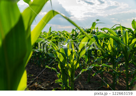 Corn field in summer. Beautiful corn plants. Agriculture image 122663159
