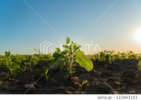 A small soybean seedling grows in a field. Close-up of soybean sprouts growing in an agricultural field. Soybean plants at sunset. Agro industry A small soybean seedling grows in a field. Close-up of soybean sprouts growing in an agricultural field. Soybean plants at sunset. Agro industry 122663181