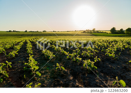 Small soybean plants grow in beautiful rows in an agricultural field. Growing soybeans at sunset. Agro industry 122663200