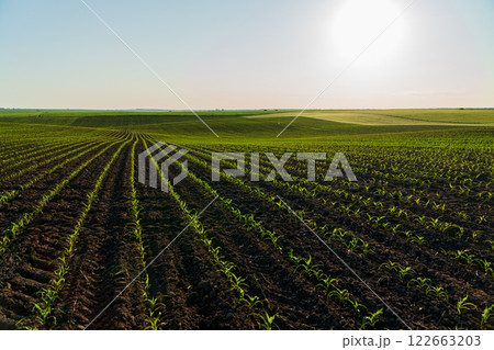 Small corn plants grow in beautiful rows in an agricultural field. Growing corn at sunset. Agro industry 122663203