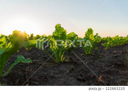 Small sugar beet plants grow in a field in black soil. Beautiful sugar beet sprouts grow in an agricultural field 122663220