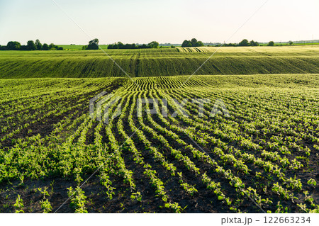 Small soybean plants grow in beautiful rows on the field. Agricultural soybean field on a sunny day 122663234