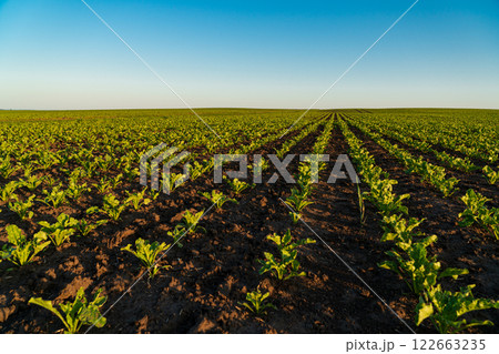 Small sugar beet plants grow in beautiful rows on the field. Agricultural sugar beet field on a sunny day Small sugar beet plants grow in beautiful rows on the field. Agricultural sugar beet field on a sunny day 122663235
