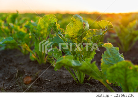 Small green sugar beet plants grow in a field on a sunny day. Close up of sugar beet sprouts on field with blurred background 122663236