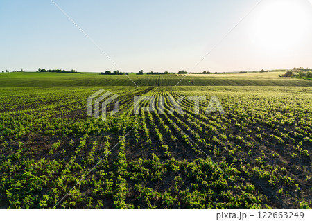 Young soybean sprouts grow in the field. Cultivation of soybean plants. Soy grows in an industrial field Young soybean sprouts grow in the field. Cultivation of soybean plants. Soy grows in an industrial field 122663249