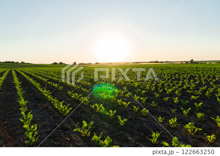 Young sugar beet sprouts grow in the field. Cultivation of sugar beet plants. Sugar beet grows in an industrial field Young sugar beet sprouts grow in the field. Cultivation of sugar beet plants. Sugar beet grows in an industrial field 122663250