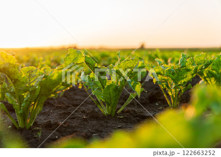 Close-up of young sugar beet sprouts grow in the field. Cultivation of sugar beet plants. Small green sugar beet plants Close-up of young sugar beet sprouts grow in the field. Cultivation of sugar beet plants. Small green sugar beet plants 122663252
