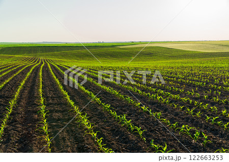 Young corn sprouts grow in the field. Cultivation of corn plants. Corn grows in an industrial field Young corn sprouts grow in the field. Cultivation of corn plants. Corn grows in an industrial field 122663253