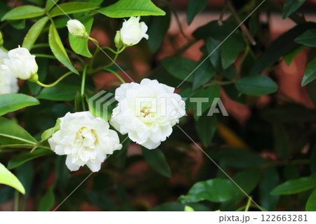 咲き始めた白い木香薔薇の花 咲き始めた白い木香薔薇の花 122663281