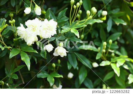 咲き始めた白い木香薔薇の花 咲き始めた白い木香薔薇の花 122663282