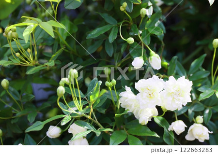 咲き始めた白い木香薔薇の花 咲き始めた白い木香薔薇の花 122663283