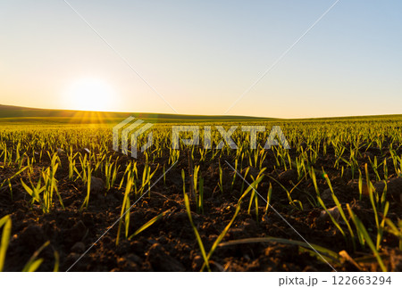Morning light bathes the rural landscape, revealing new wheat sprouts pushing through dark earth, signaling growth and renewal 122663294