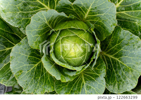 Cabbage grows in an agricultural field. Close-up of a large green cabbage. Cultivation of cabbage 122663299