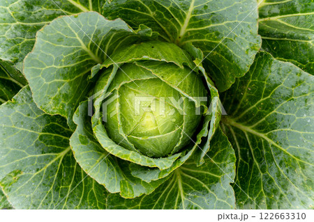 Cabbage growing in the garden organically. A close-up photo of a cabbage plant growing in a field. Cabbage growing in the garden organically. A close-up photo of a cabbage plant growing in a field. 122663310