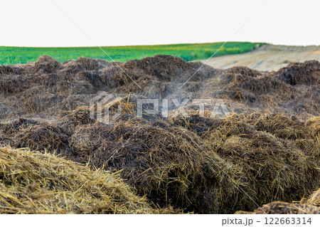 A pile of manure on an agricultural field. Pile of steaming manure in middle of field. 122663314