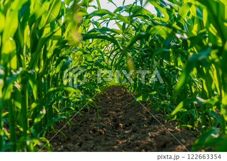 Corn field. Corn leaves with blurred background. Agro industry 122663354