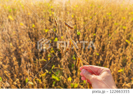 A farmer holds a ripe crop of soybeans in his hands. Growing soybeans. Soybean harvest. Farmer in the field 122663355