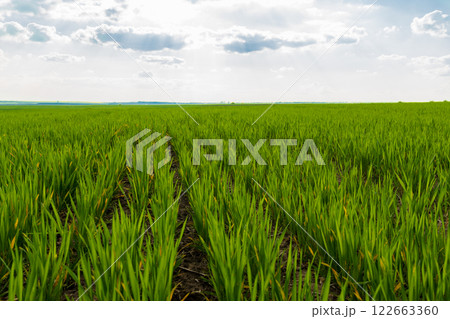 Young wheat sprouts in the field at sunset. Growing wheat in an agricultural field. Agro industry Young wheat sprouts in the field at sunset. Growing wheat in an agricultural field. Agro industry 122663360