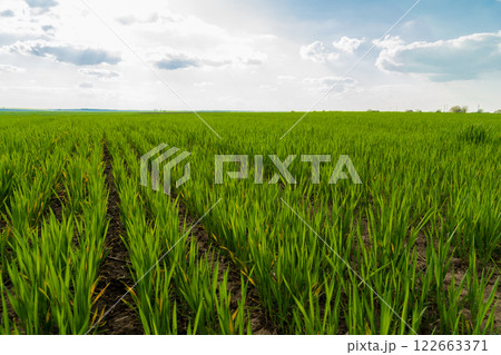 Small wheat plants grow in beautiful rows on the field. Agricultural wheat field on a sunny day. Agricultural landscape 122663371