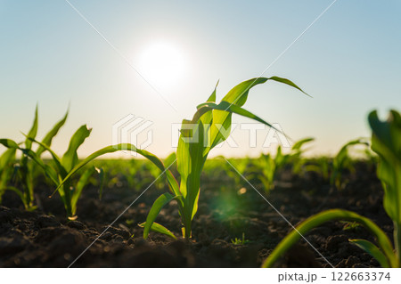 A corn sprout grows against the sun. A corn field with small corn plants on a sunny day 122663374
