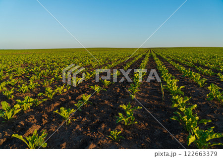 Small sugar beet sprouts grow in the field. Rows of small sugar beet plants. Agricultural sugar beet field at sunset. Agricultural landscape. Small sugar beet sprouts grow in the field. Rows of small sugar beet plants. Agricultural sugar beet field at sunset. Agricultural landscape. 122663379