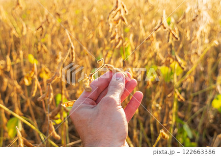 A farmer holds a ripe crop of soybeans in his hands. Ripe soybeans on the stalk. Growing soybeans. Farmer in the field A farmer holds a ripe crop of soybeans in his hands. Ripe soybeans on the stalk. Growing soybeans. Farmer in the field 122663386