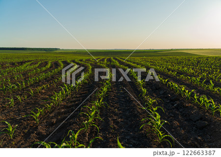 A field with small corn plants at sunset. Beautiful rows of corn sprouts. Small corn seedlings grow in the field. Agricultural landscape A field with small corn plants at sunset. Beautiful rows of corn sprouts. Small corn seedlings grow in the field. Agricultural landscape 122663387