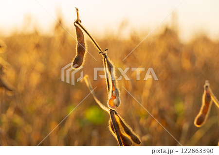 Ripe soybean pod close-up. A pod of soybeans is illuminated by the sun. Ripe soybeans in an agricultural field Ripe soybean pod close-up. A pod of soybeans is illuminated by the sun. Ripe soybeans in an agricultural field 122663390