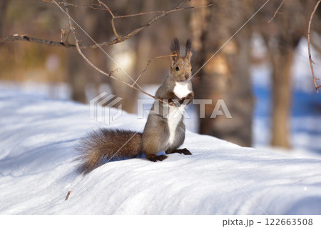エゾリス　野生　冬 122663508