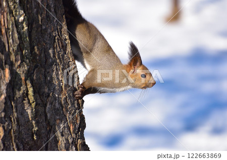 エゾリス　野生　冬 122663869