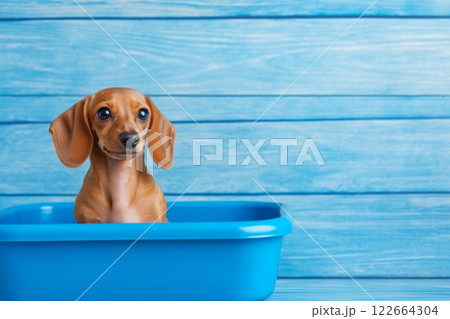 Curious Dachshund puppy exploring a blue litter tray in natural daylight 122664304