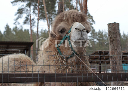 beige kind Bactrian camel in a zoo, in a nursery, reserve, a large animal behind a fence, behind a net, a fluffy camel beige kind Bactrian camel in a zoo, in a nursery, reserve, a large animal behind a fence, behind a net, a fluffy camel 122664811