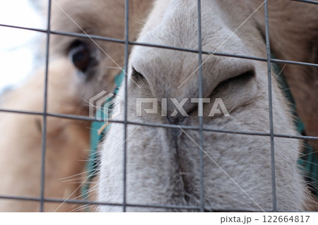 beige kind Bactrian camel in a zoo, in a nursery, reserve, a large animal behind a fence, behind a net, a fluffy camel beige kind Bactrian camel in a zoo, in a nursery, reserve, a large animal behind a fence, behind a net, a fluffy camel 122664817
